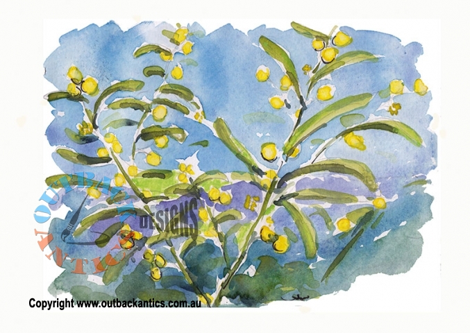 Dune Wattle 6-Pack